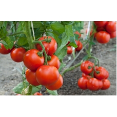 09.11.2016 Высокий урожай томатов