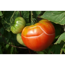 Как помочь томатам от фитофтороза? 