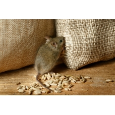 Защита от крыс и мышей
